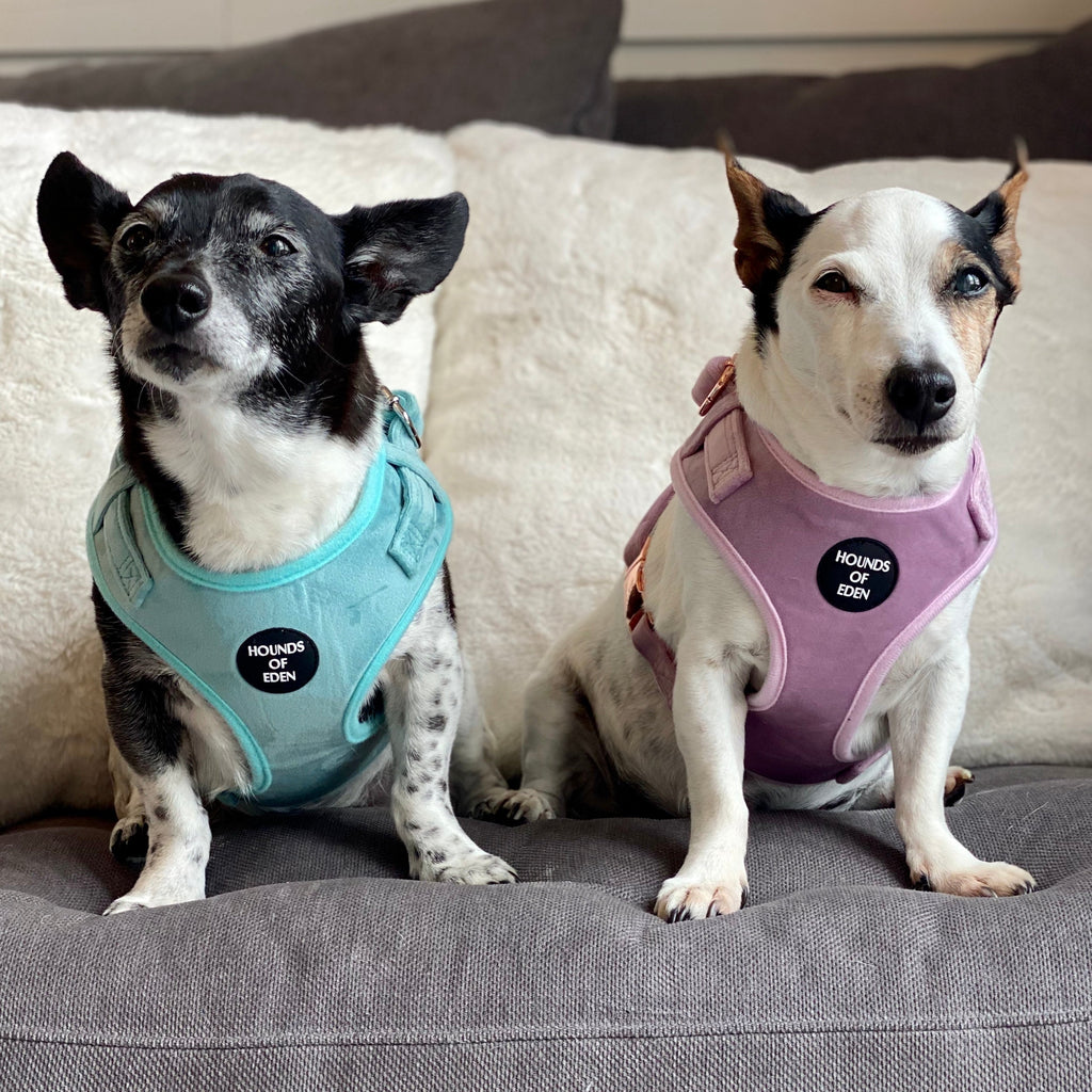Lilac Dreams Velvet Dog Harness with Rose-Gold Hardware