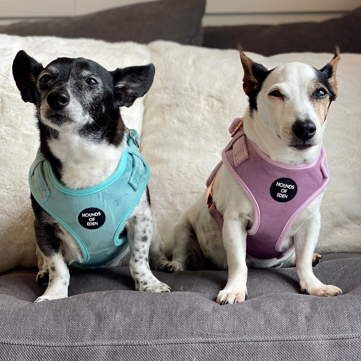 Lilac Dreams Velvet Dog Harness with Rose-Gold Hardware