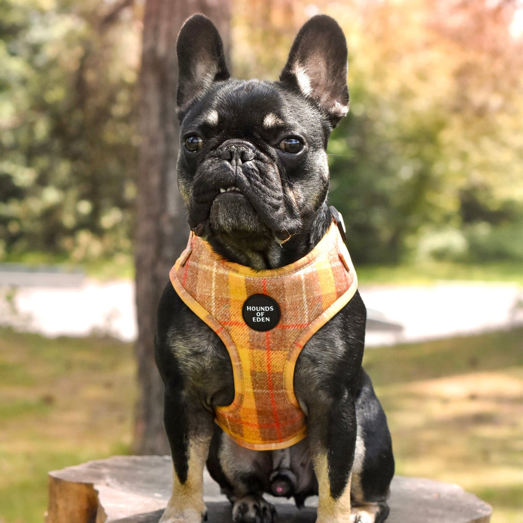 Honey Yellow Check Dog Harness
