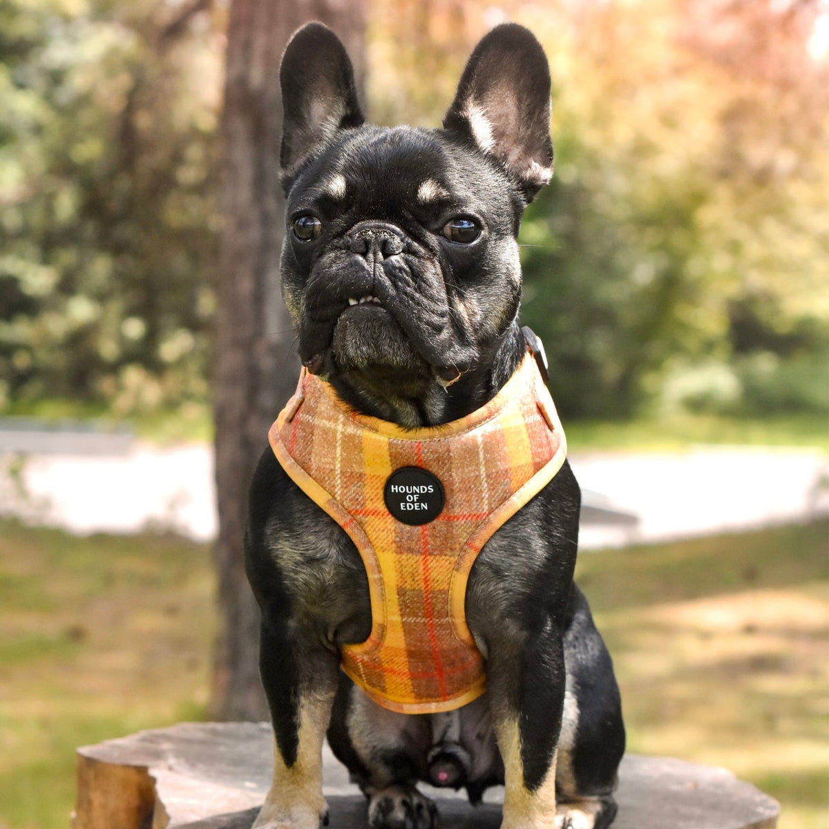 Honey Yellow Check Dog Harness