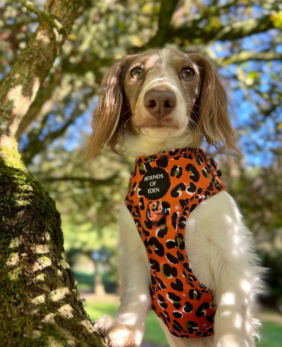 Burnt Orange Leopard Design Dog Collar