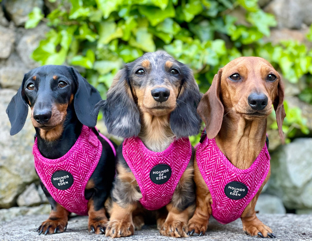 Bella Pink Herringbone Dog Harness