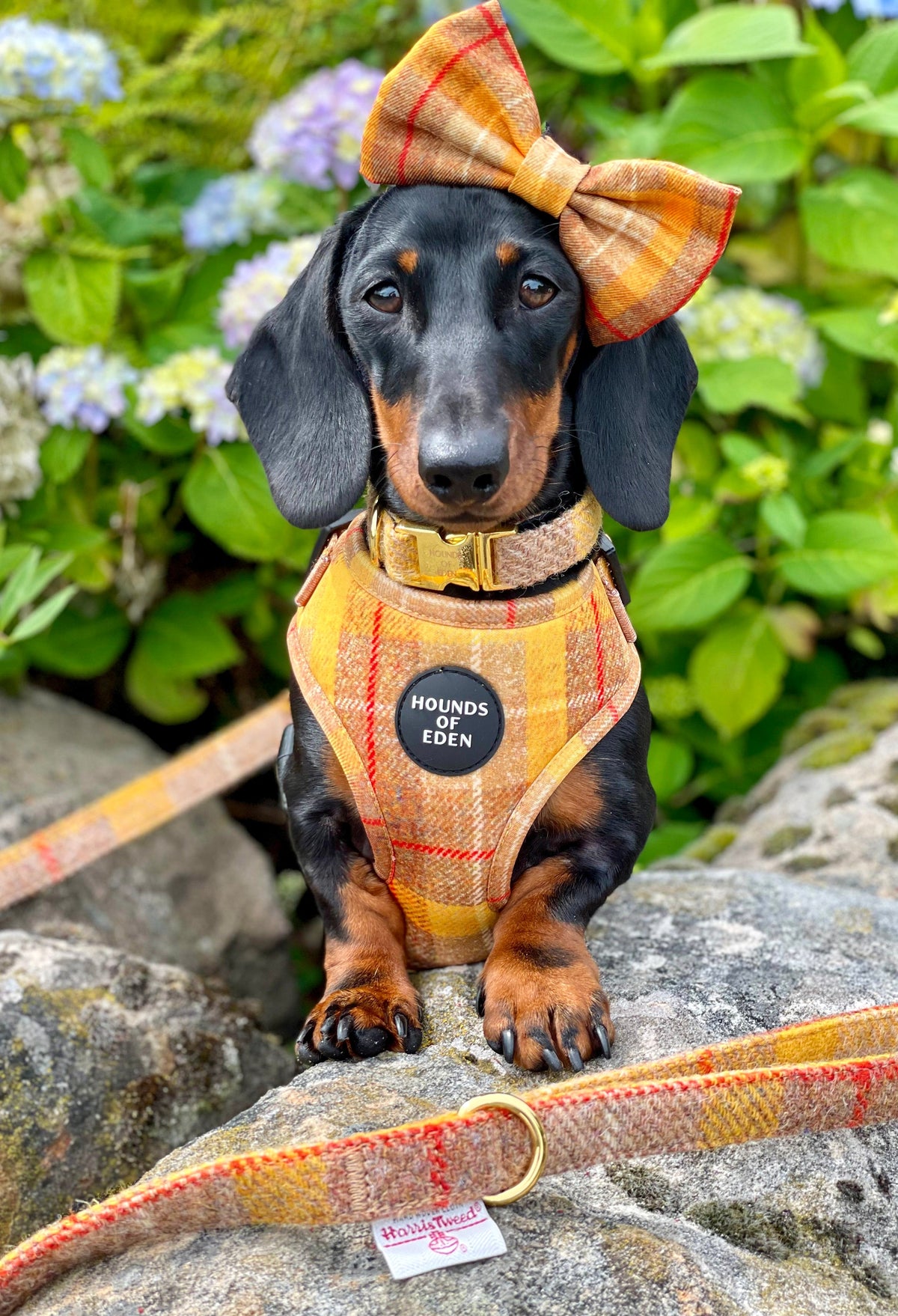 Honey Yellow Check Dog Harness