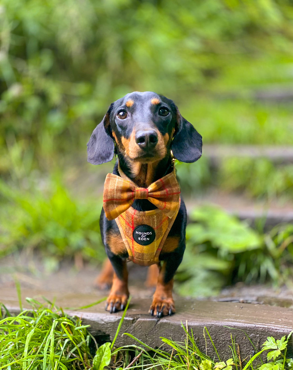 Honey Yellow Check Dog Harness