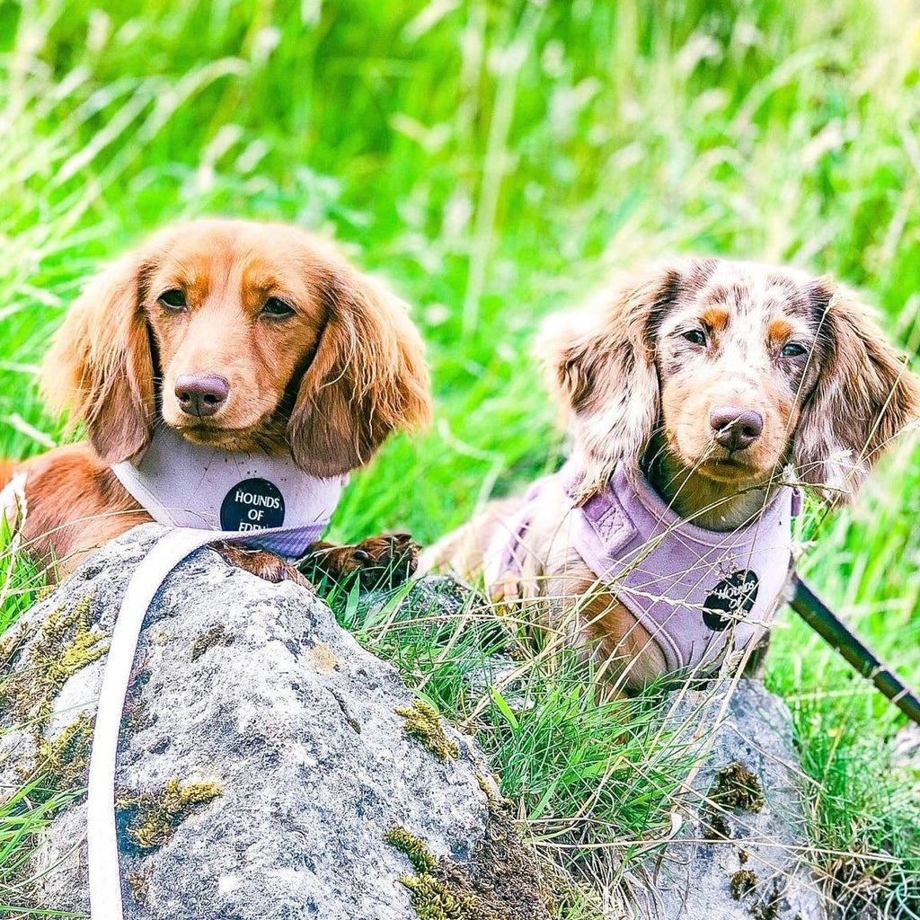 Lilac Dreams Velvet Dog Harness with Rose-Gold Hardware