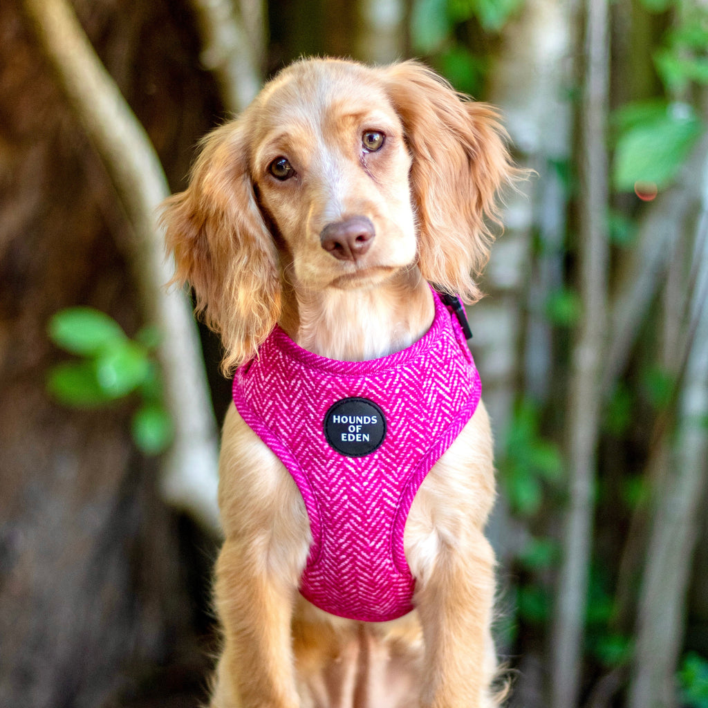 Bella Pink Herringbone Dog Harness