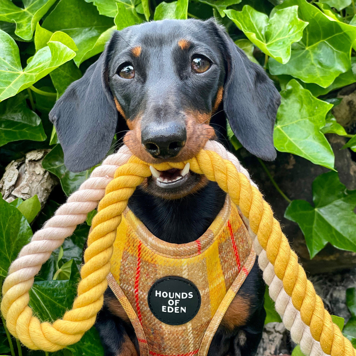 Honey Yellow Check Dog Harness