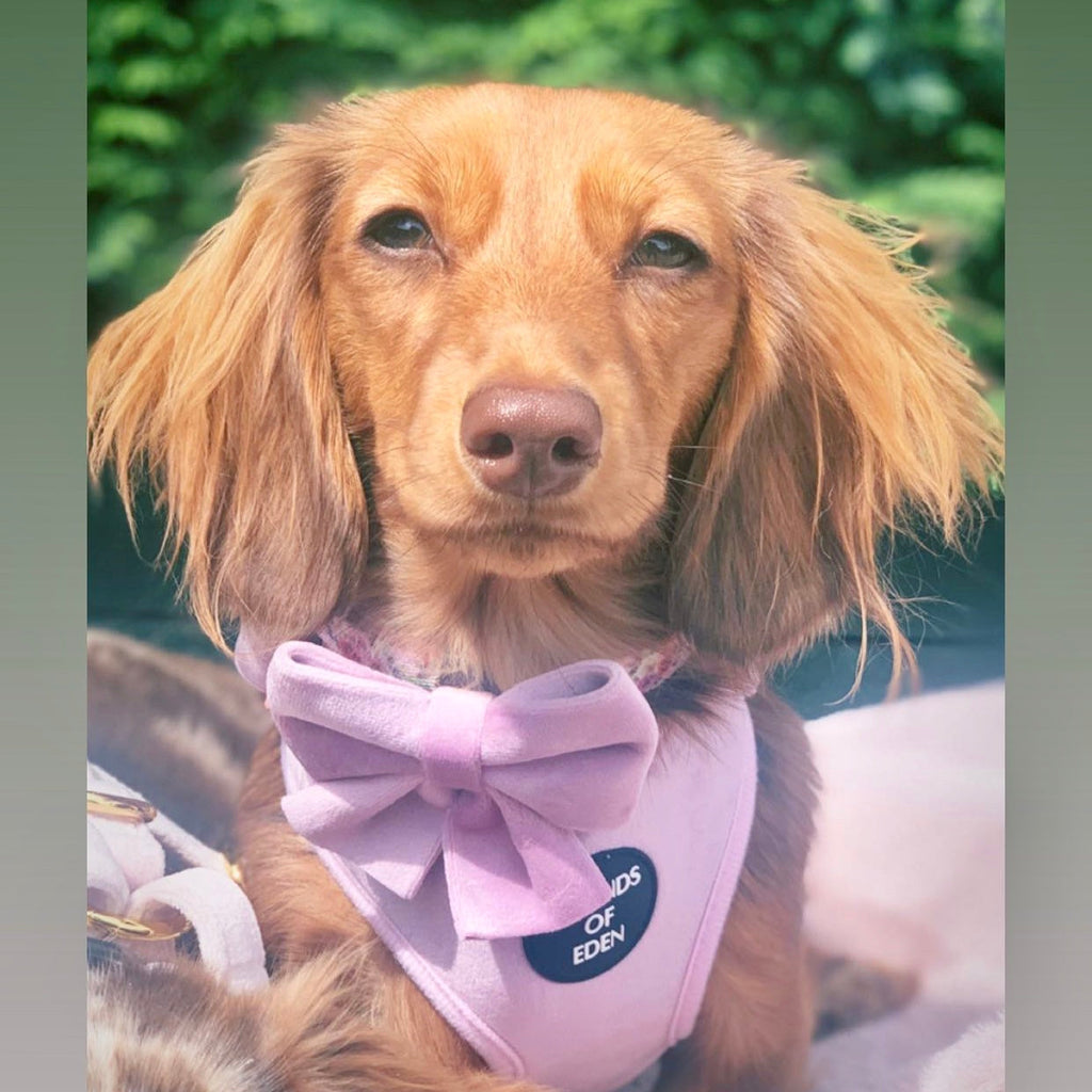 Lilac Dreams Velvet Dog Harness with Rose-Gold Hardware