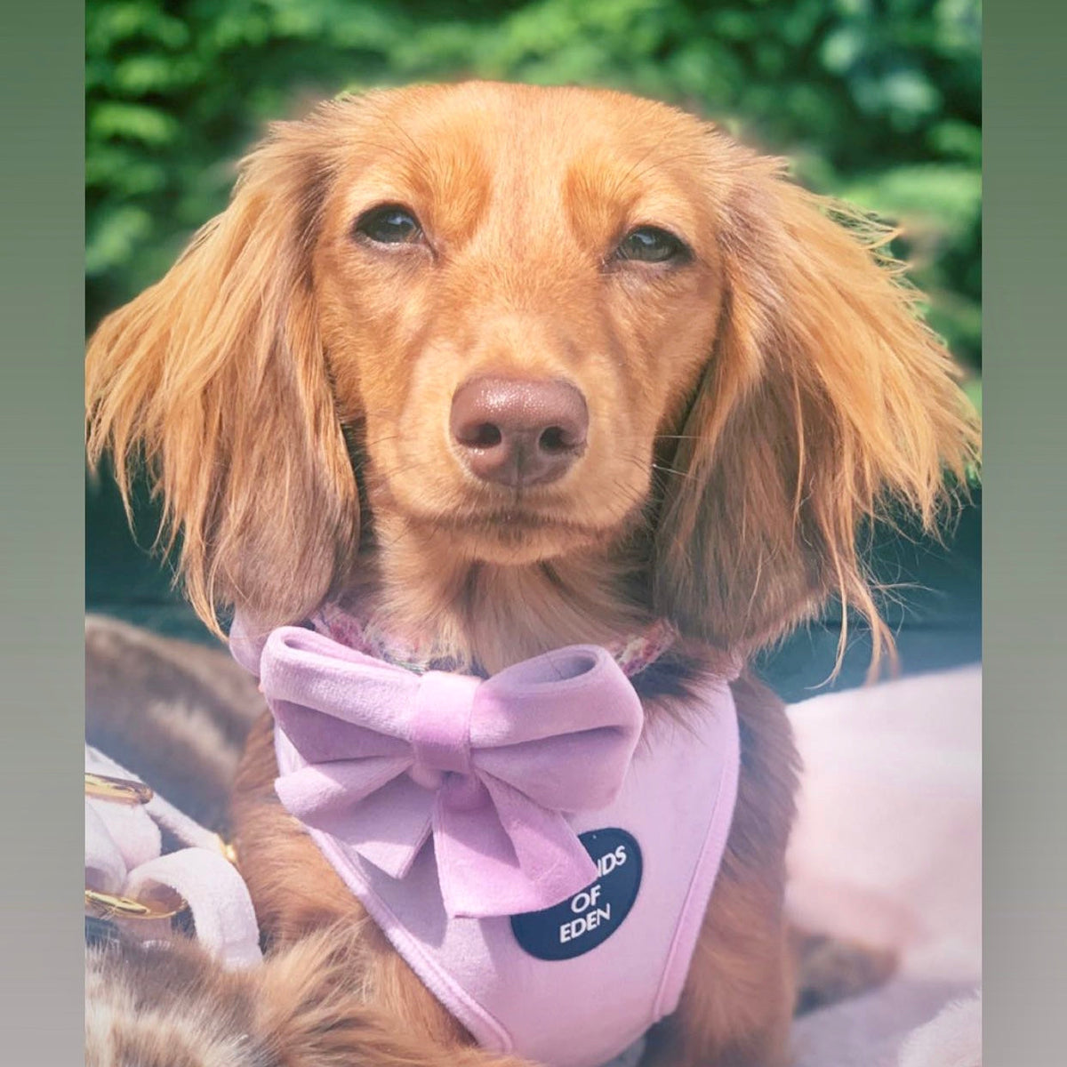 Lilac Dreams Velvet Dog Harness with Rose-Gold Hardware
