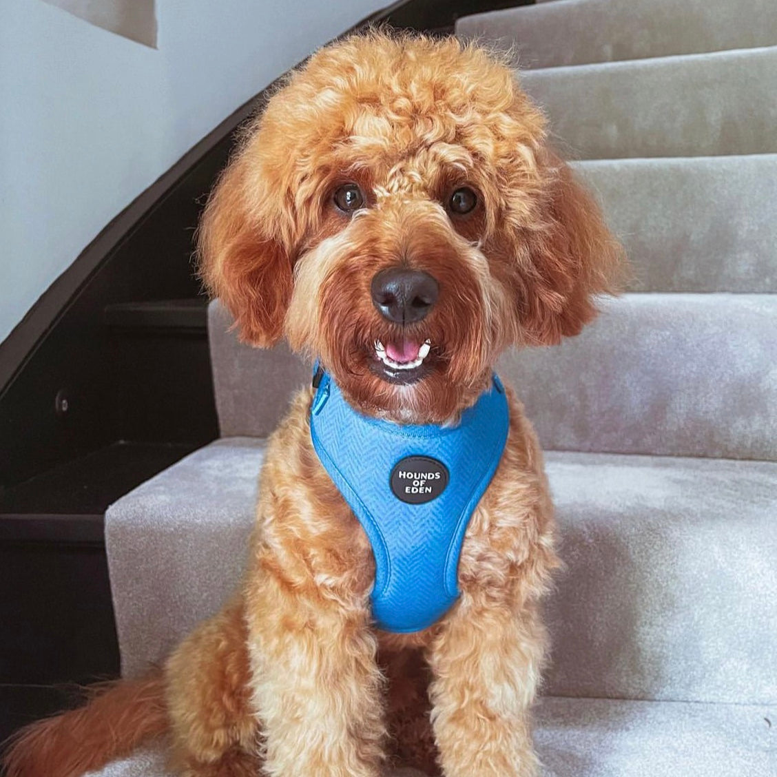 Bruce Blue & Teal Herringbone Tweed-Inspired Dog Harness