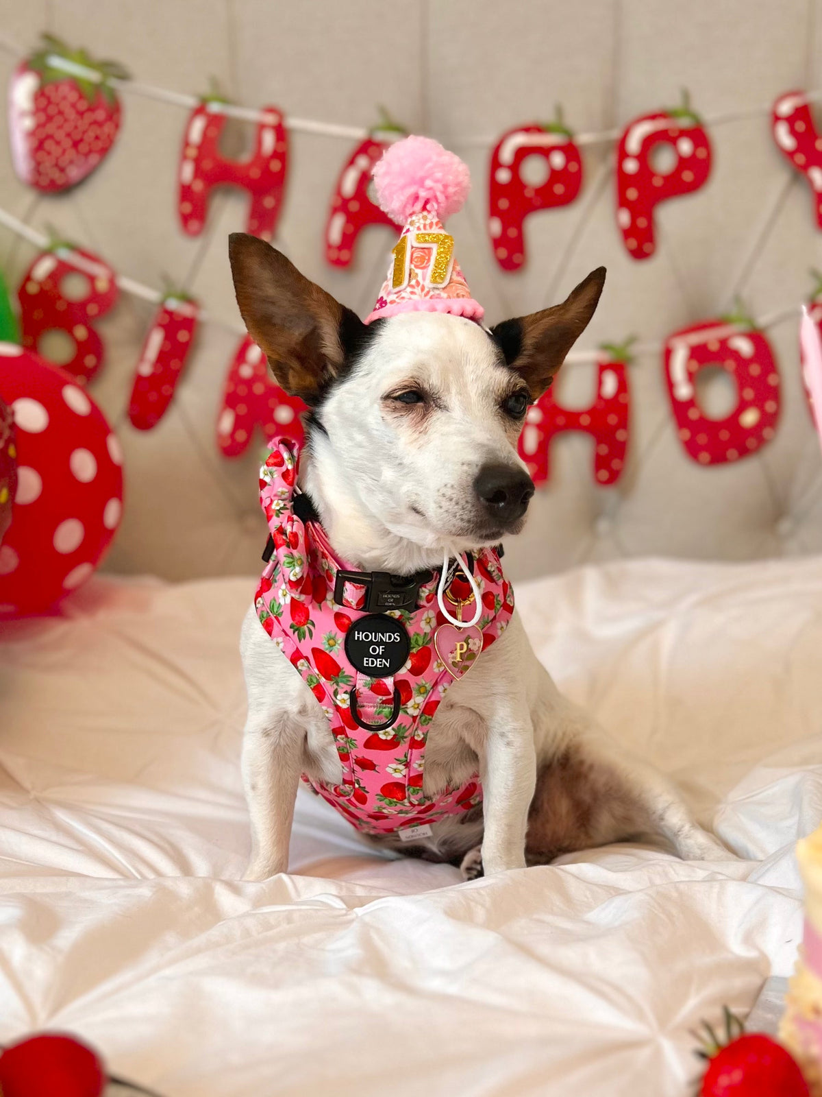 Strawberry Patch Design Dog Harness