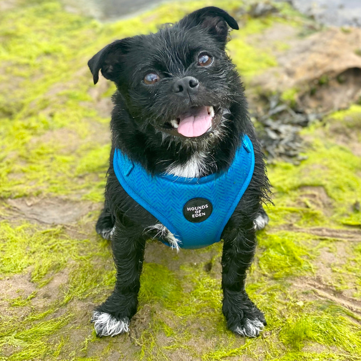 Bruce Blue & Teal Herringbone Tweed-Inspired Dog Harness