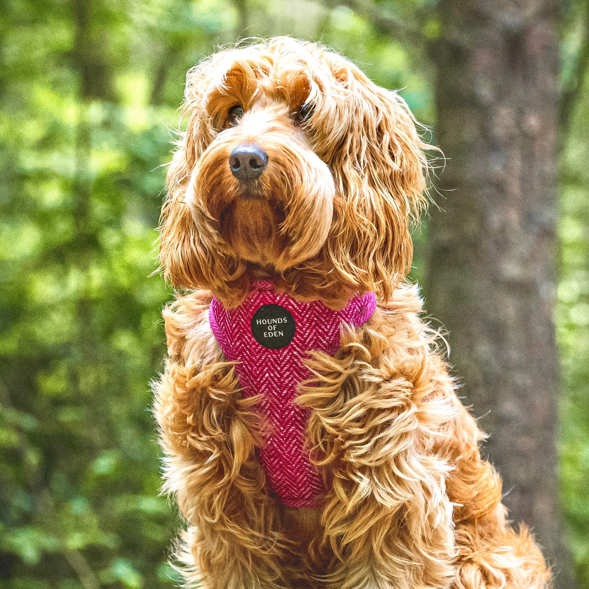 Bella Pink Herringbone Dog Harness