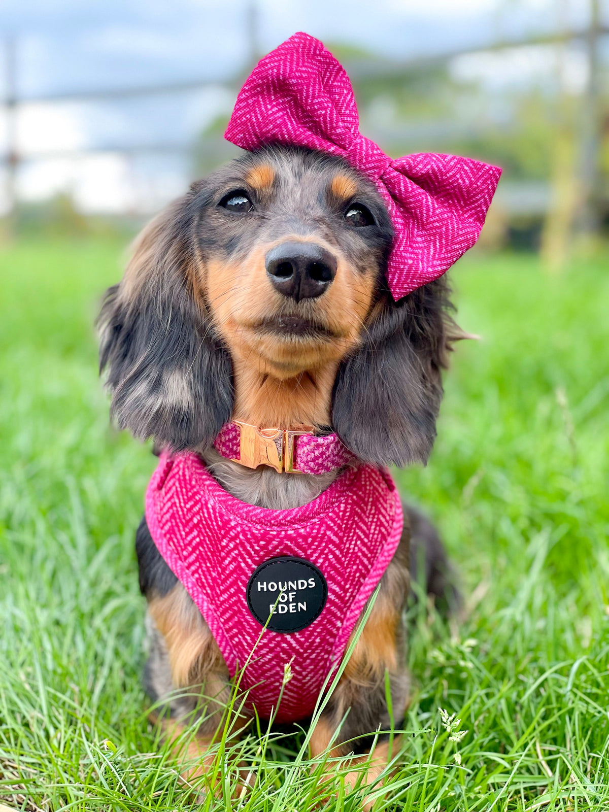 Bella Pink Herringbone Dog Harness