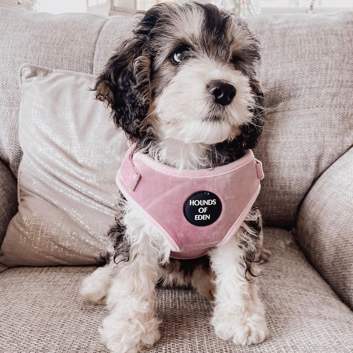 Lilac Dreams Velvet Dog Harness with Rose-Gold Hardware