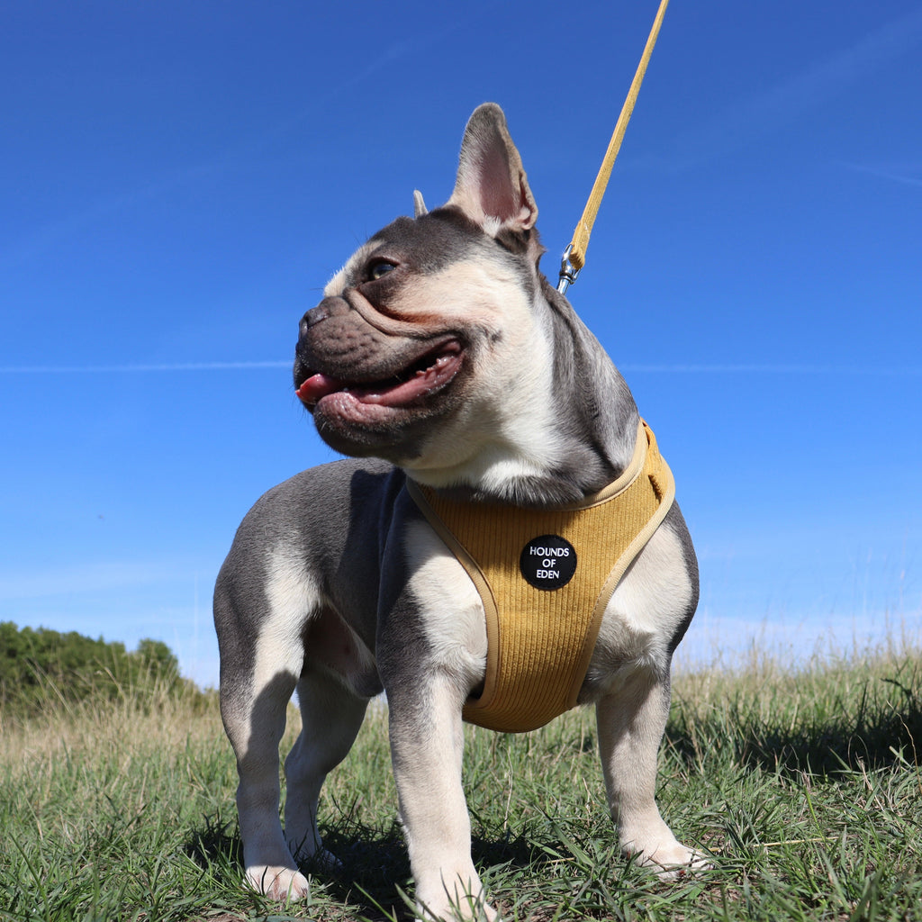 Mustard Yellow Corduroy Collar