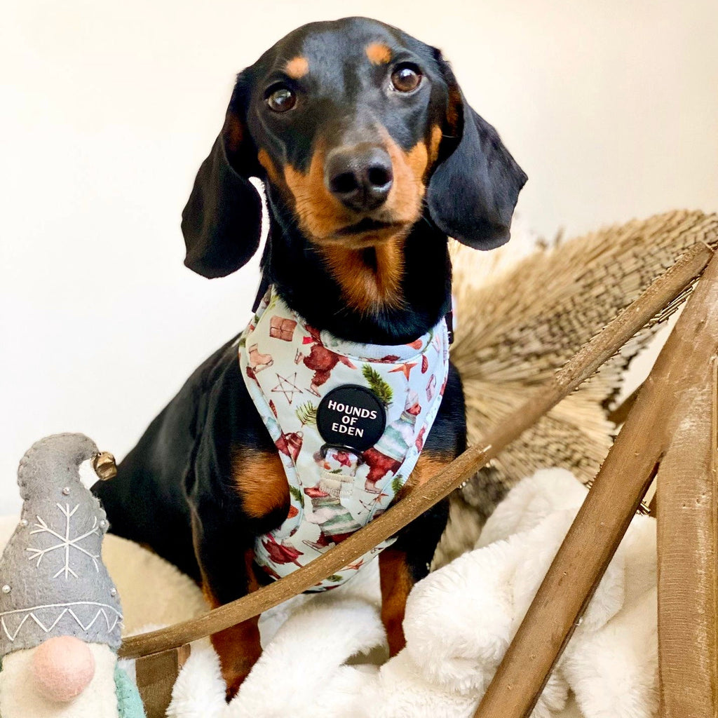 Teddy it's Cold Outside Dog Harness