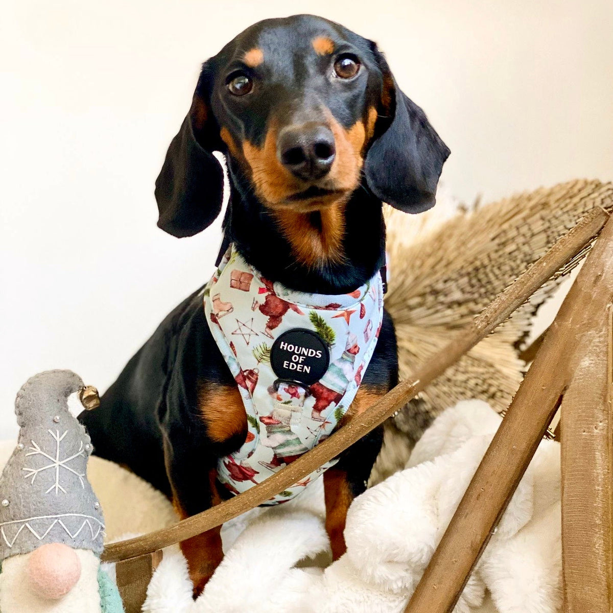 Teddy it's Cold Outside Dog Harness