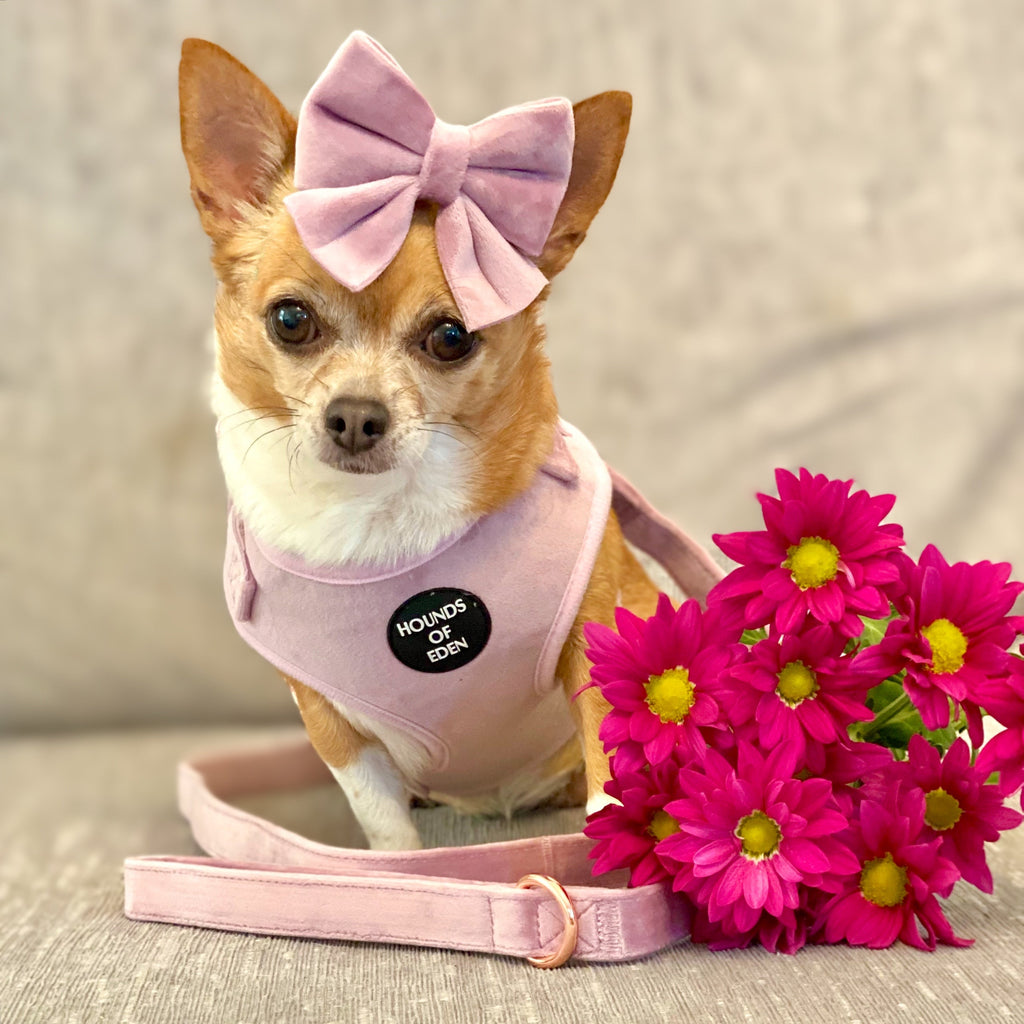 Lilac Dreams Velvet Dog Harness with Rose-Gold Hardware