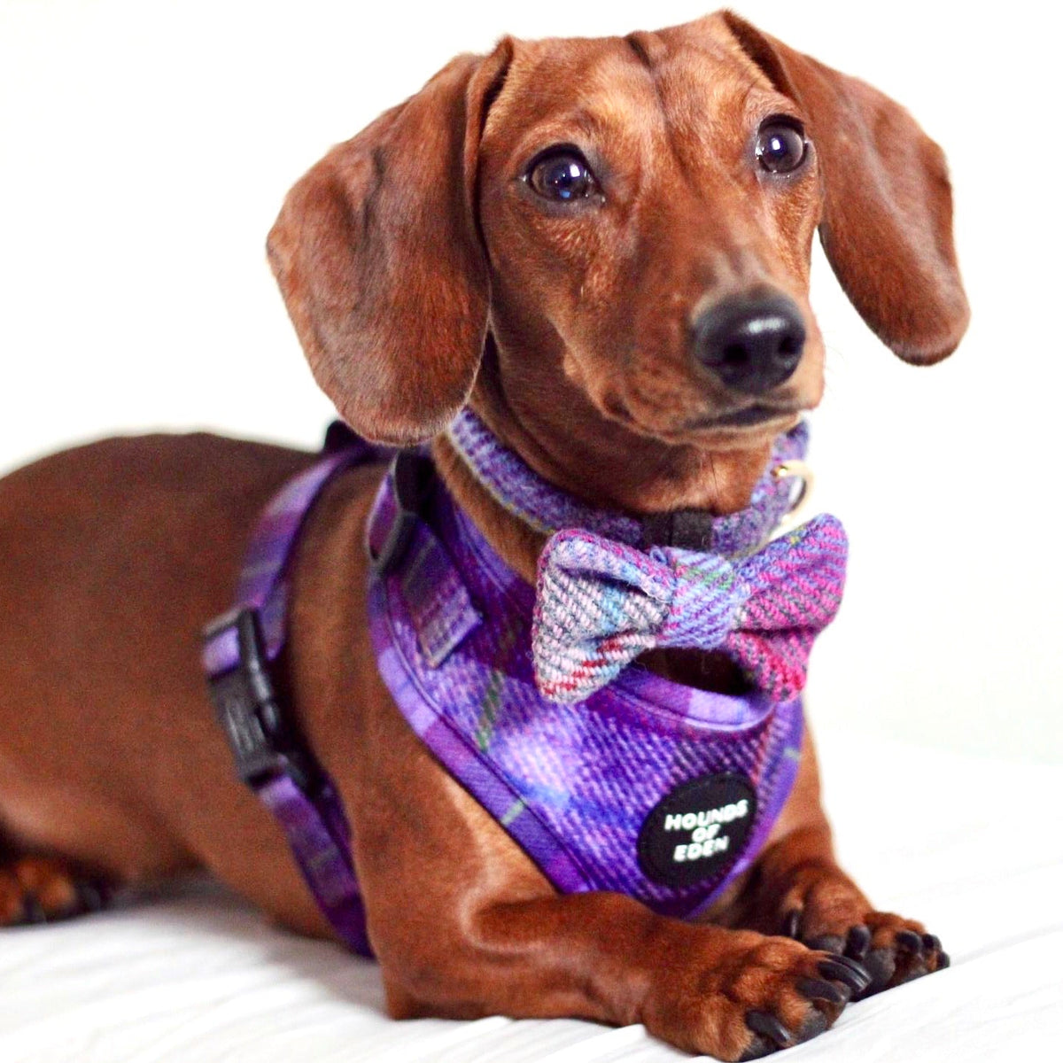 Molly Purple Tweed-Effect Dog Poop Bag & Treat Holder