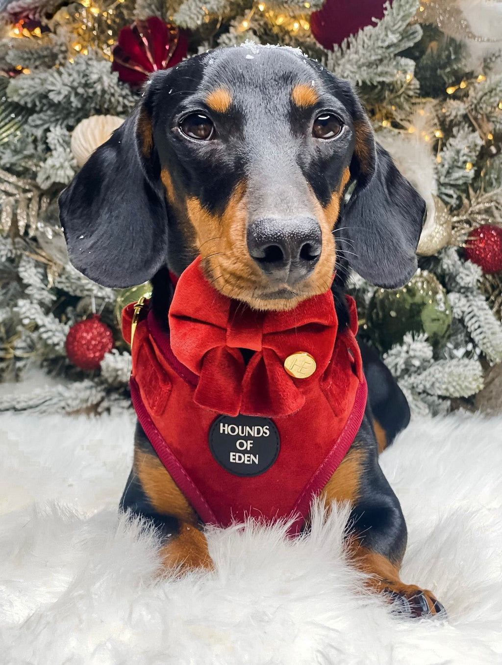Ruby Red Velvet Dog Harness