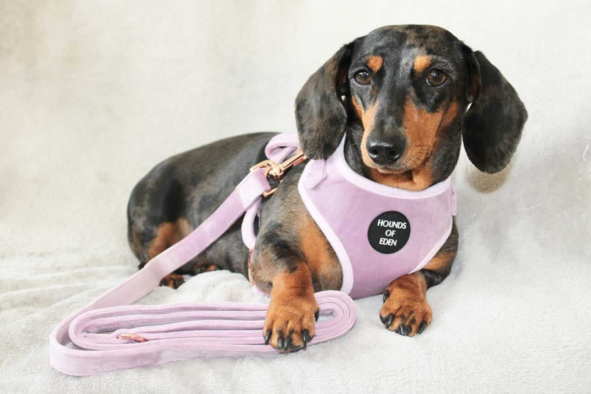 Lilac Dreams Velvet Dog Harness with Rose-Gold Hardware