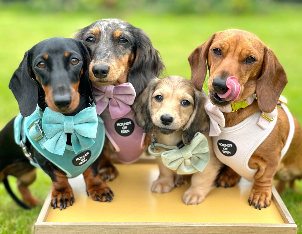 Lilac Dreams Velvet Dog Harness with Rose-Gold Hardware
