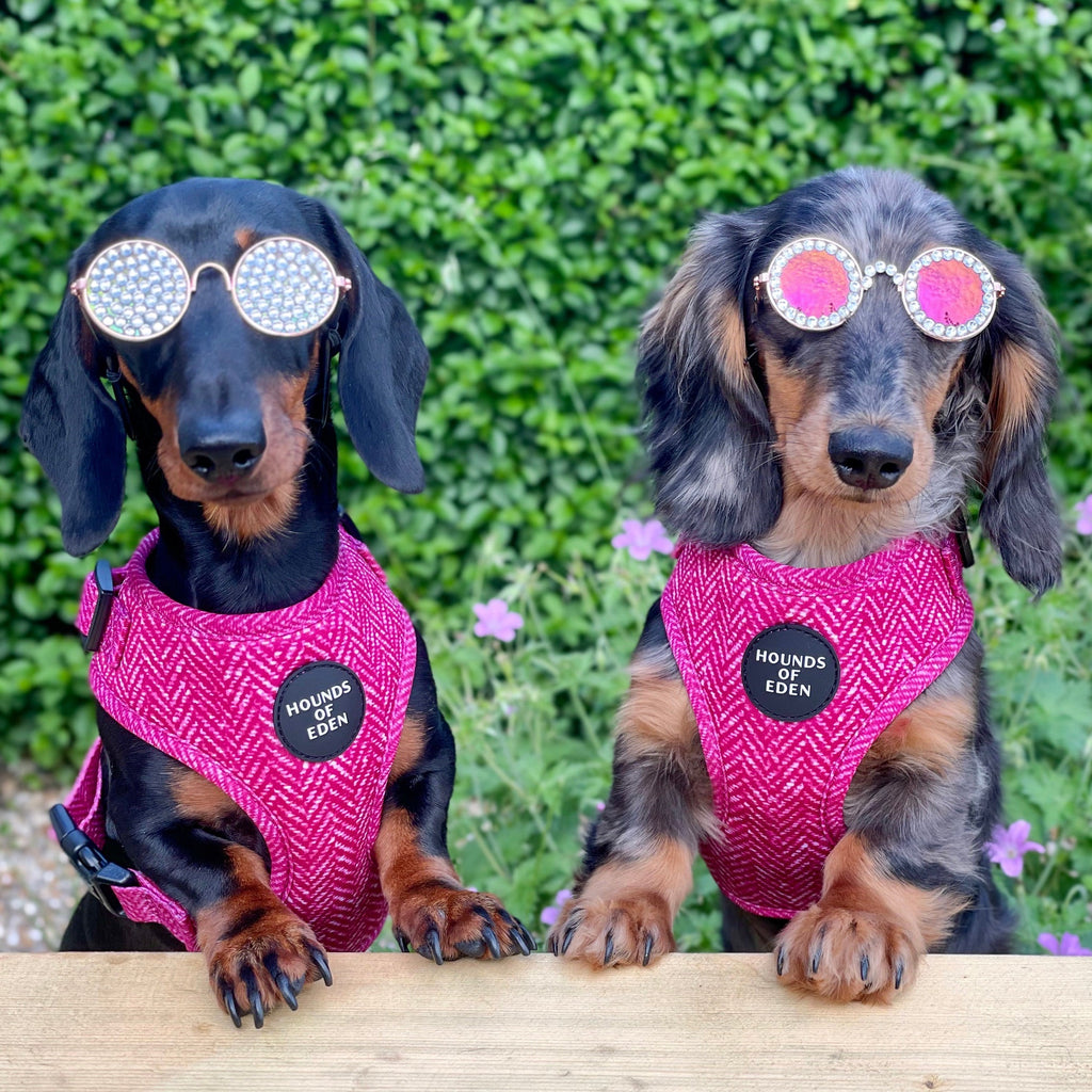 Bella Pink Herringbone Dog Harness