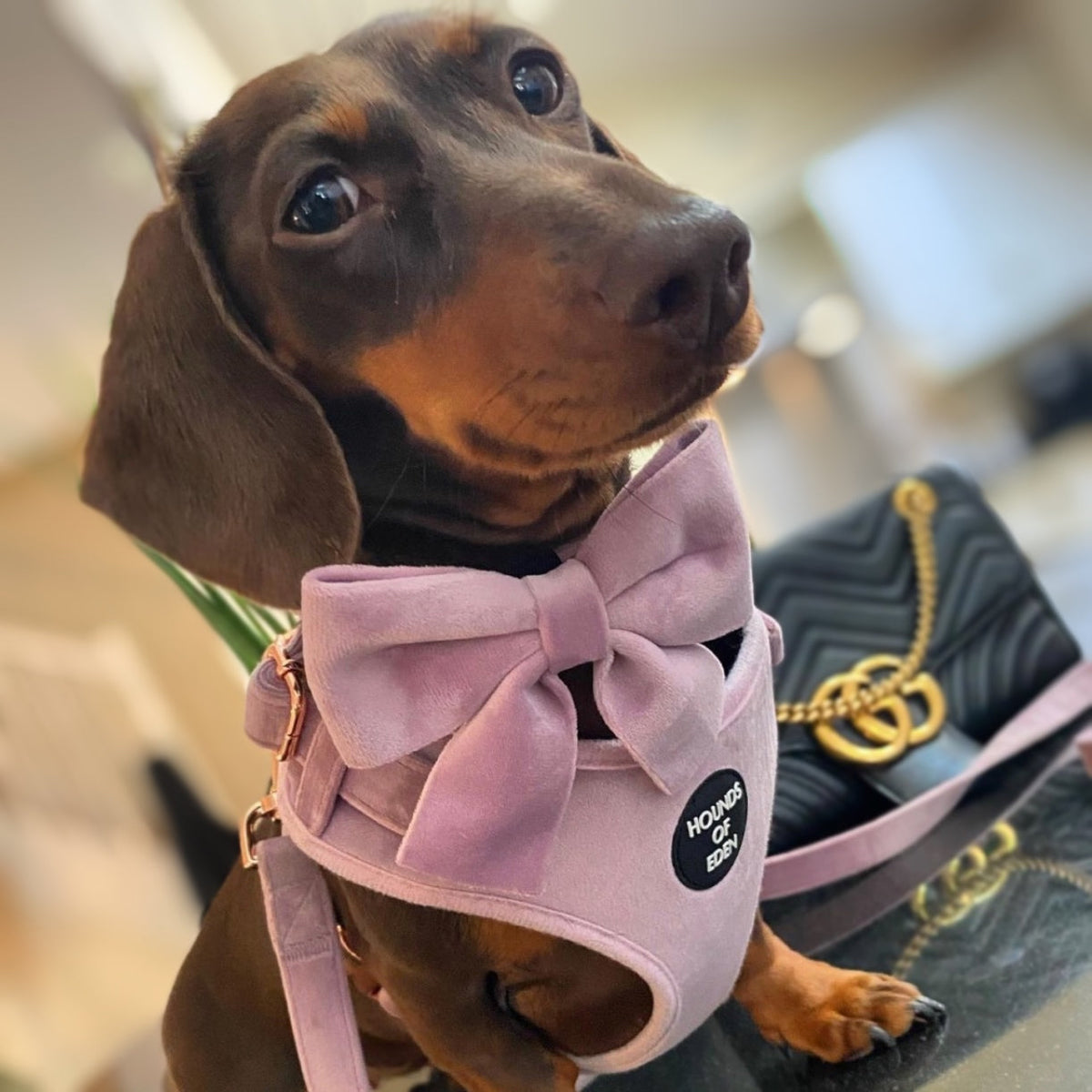 Lilac Dreams Velvet Dog Harness with Rose-Gold Hardware