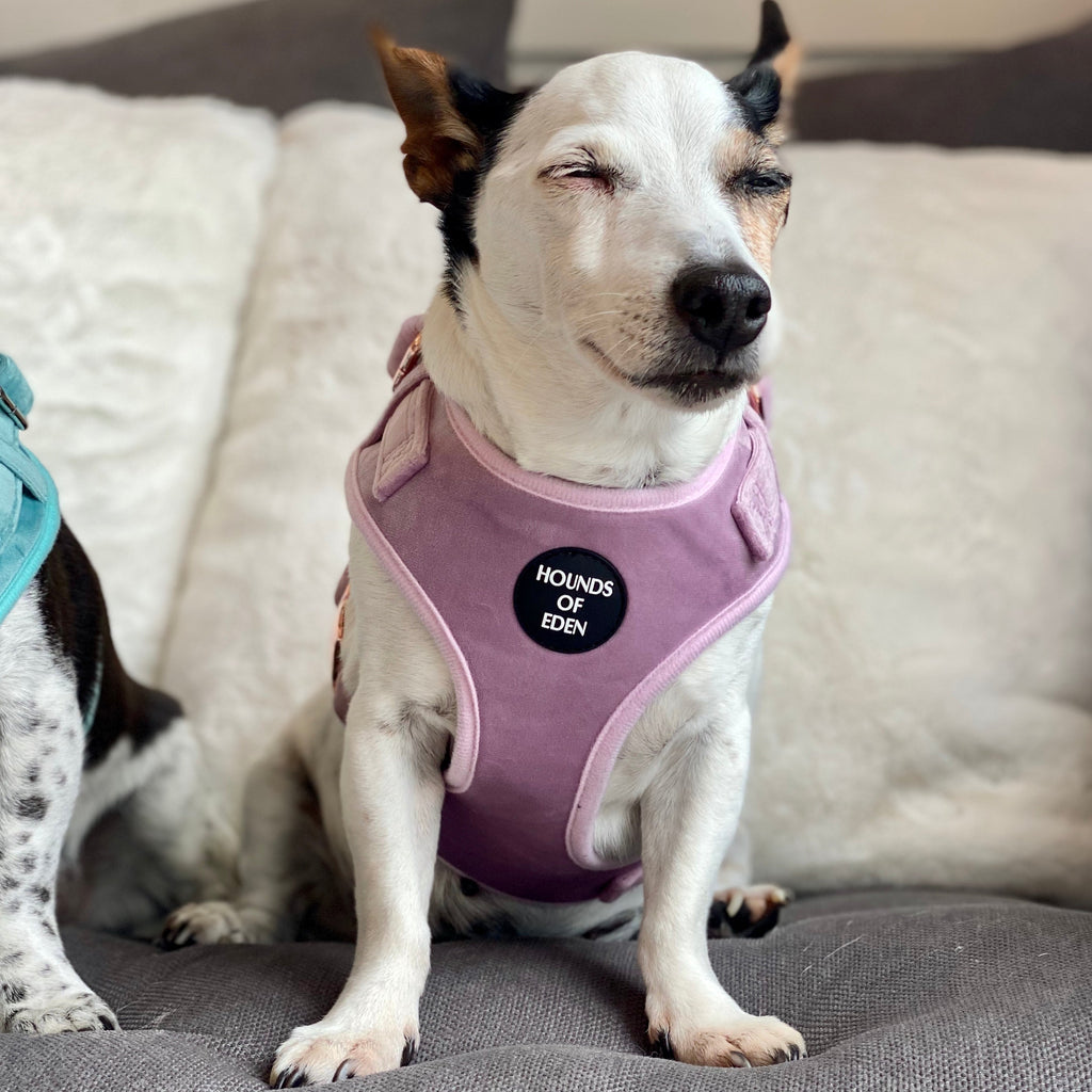 Lilac Dreams Velvet Dog Harness with Rose-Gold Hardware