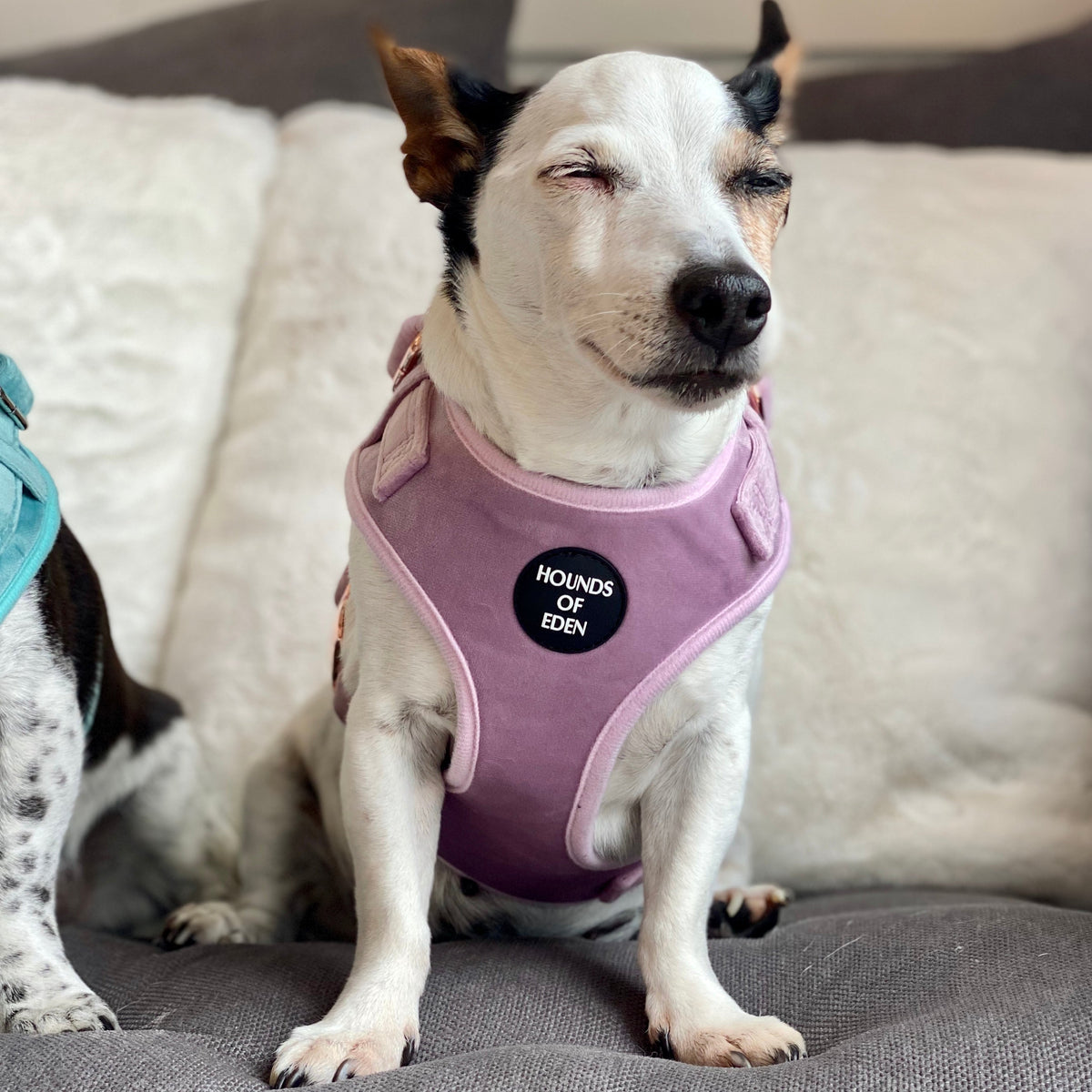 Lilac Dreams Velvet Dog Harness with Rose-Gold Hardware