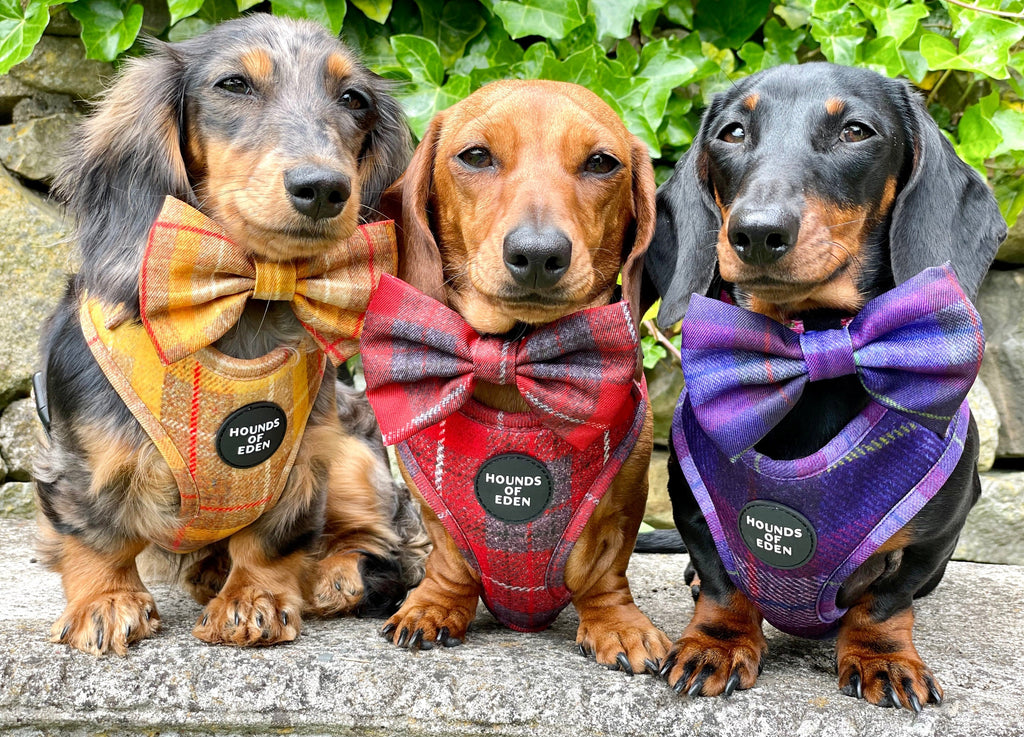 Honey Yellow Check Dog Harness