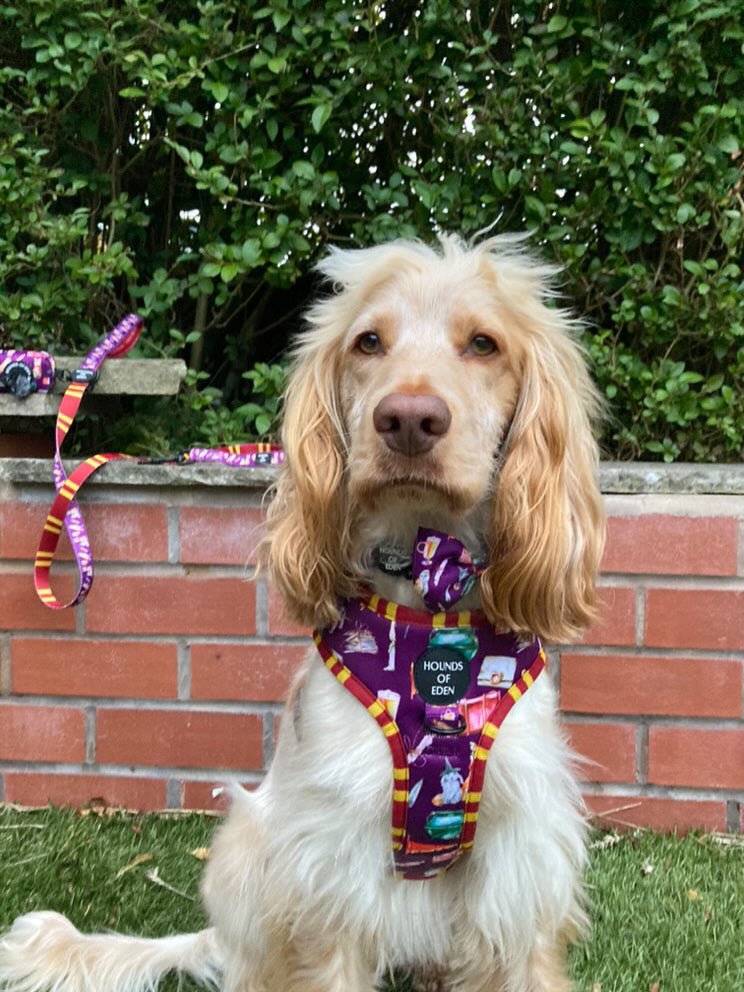 Harry Pawter Design Dog Harness – Hounds of Eden