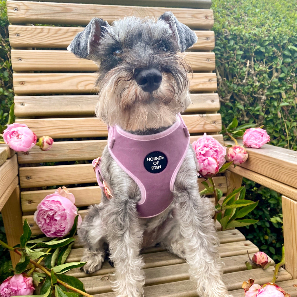 Lilac Dreams Velvet Dog Harness with Rose-Gold Hardware