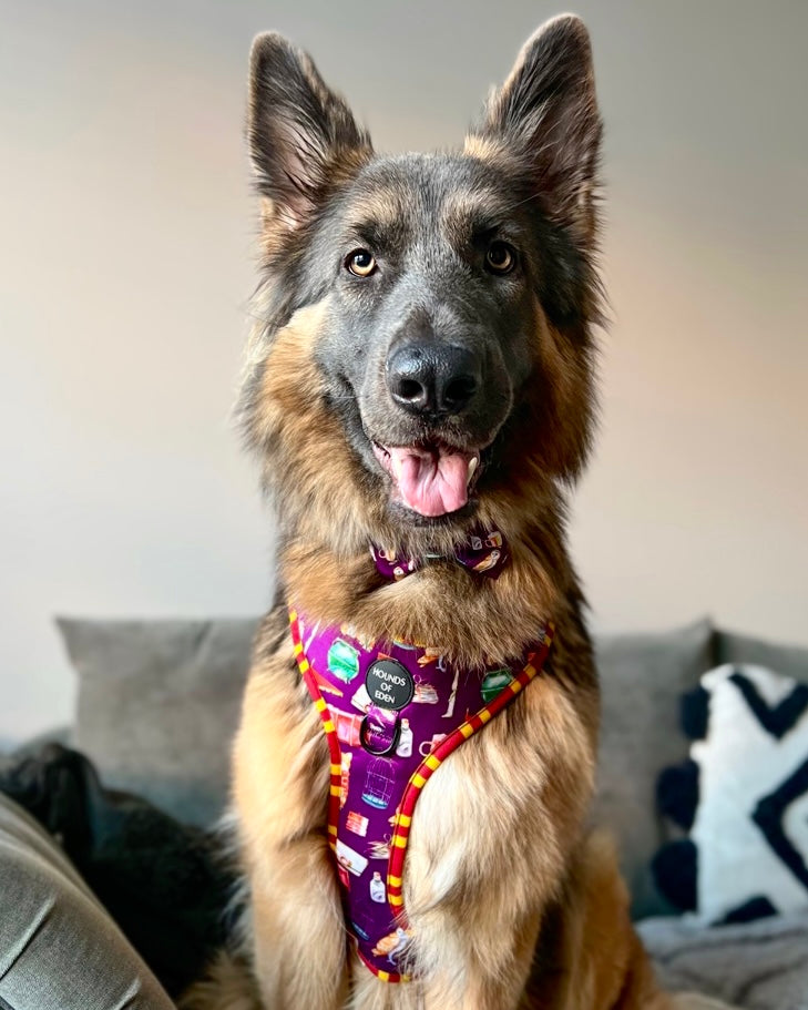 Harry Pawter Dog Collar – Hounds of Eden