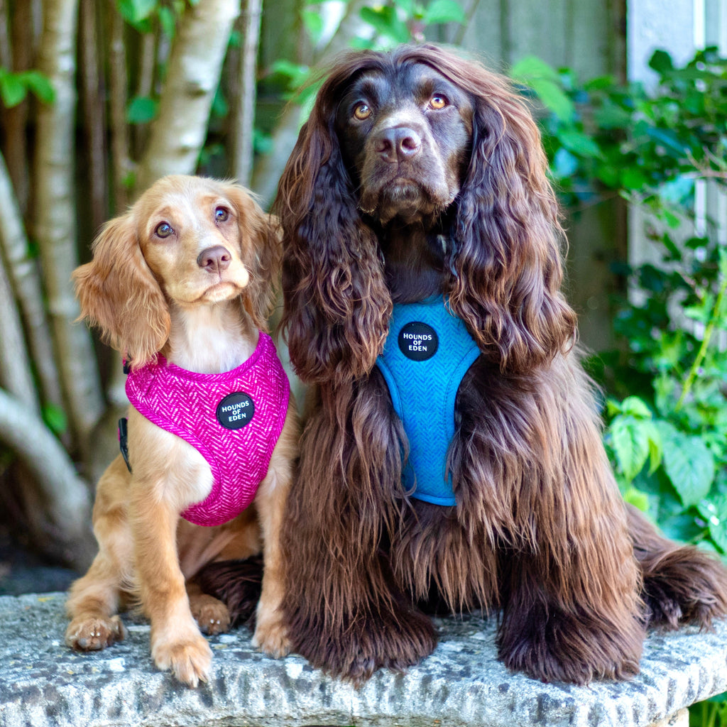 Bruce Blue & Teal Herringbone Tweed-Inspired Dog Harness