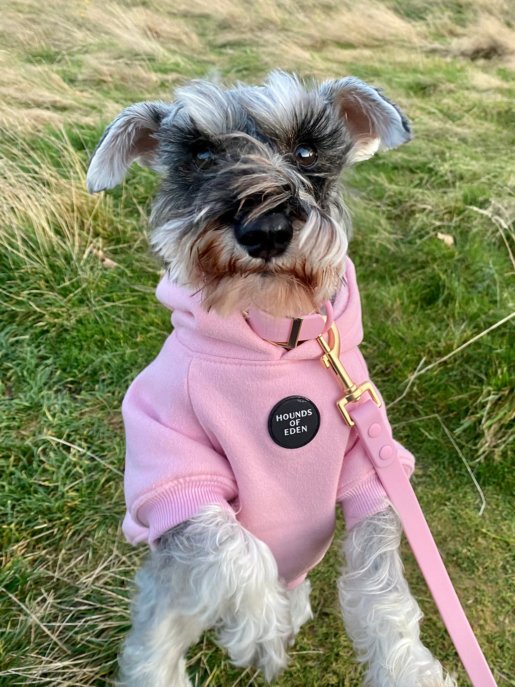 Brown Dog Hoodie