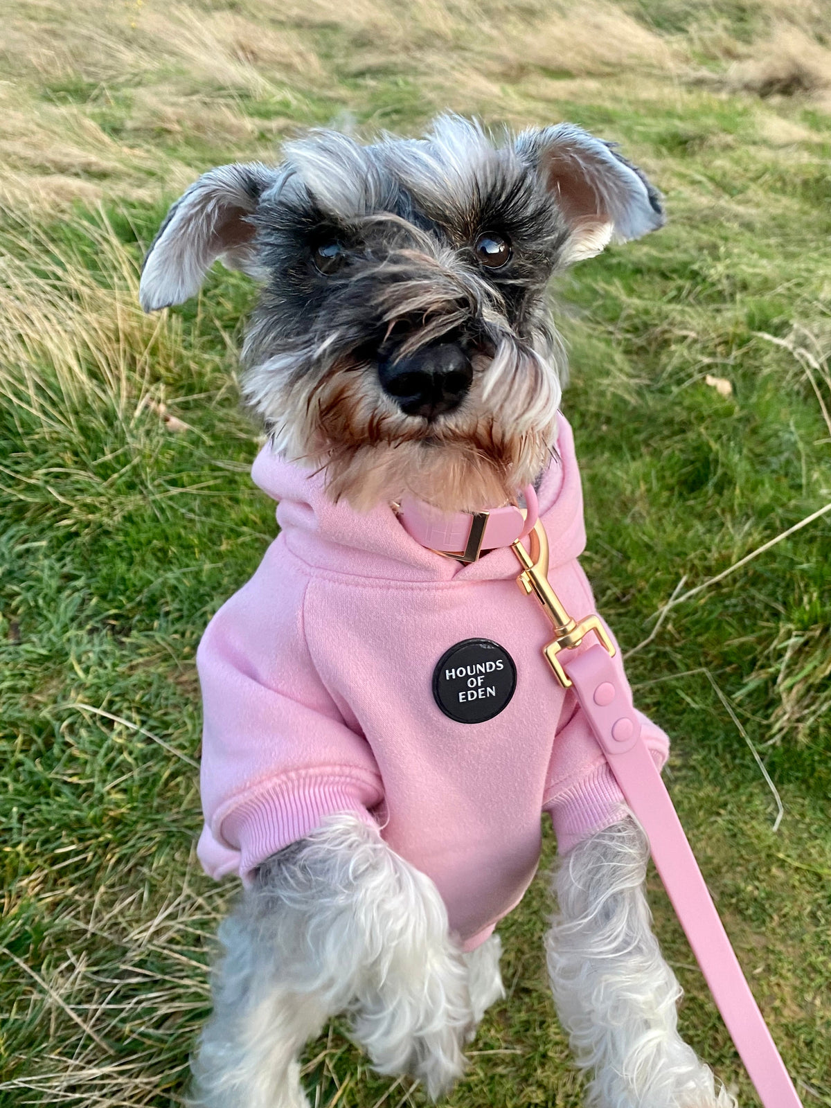 Purple Dog Hoodie