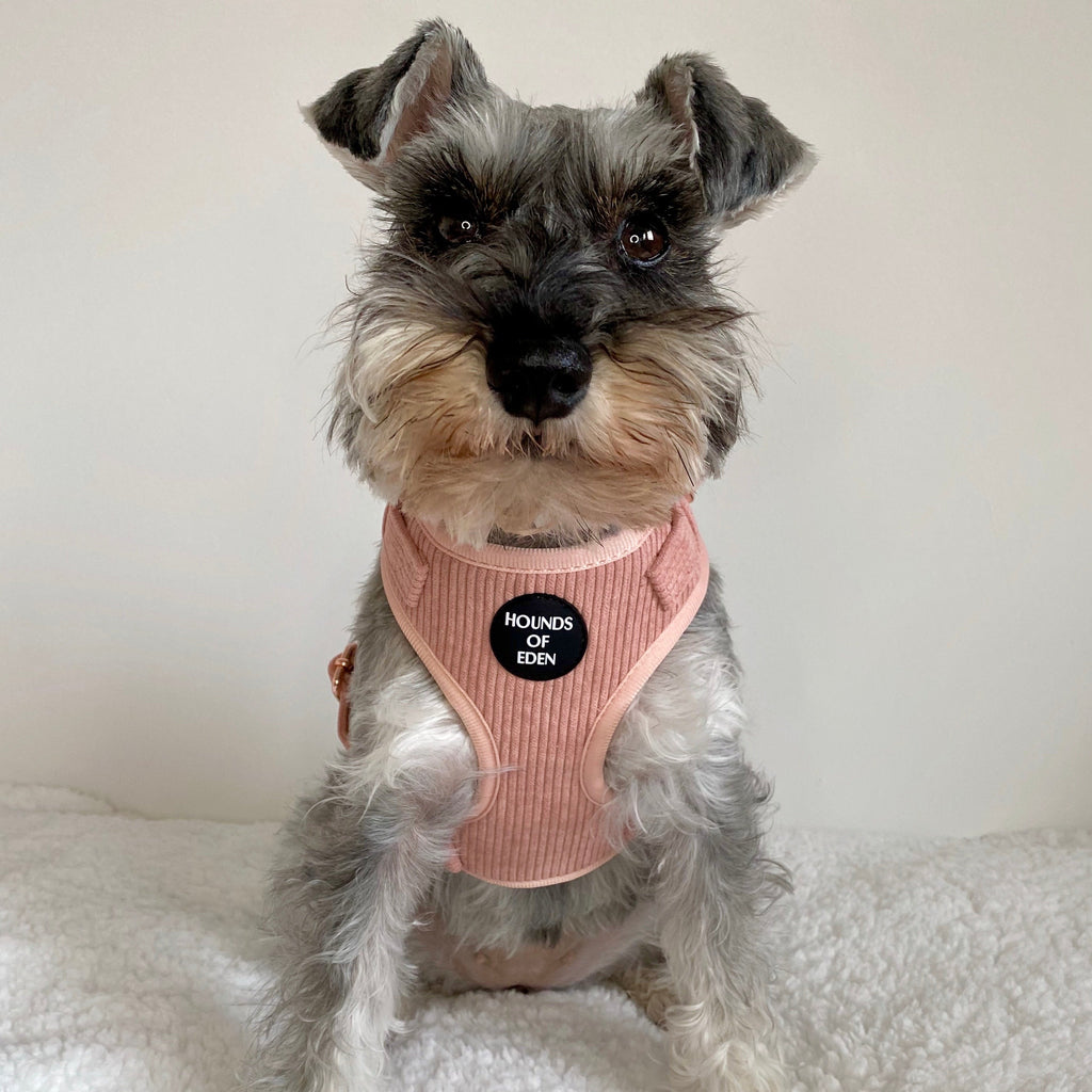 Peach Schnapps - Pink Corduroy Harness