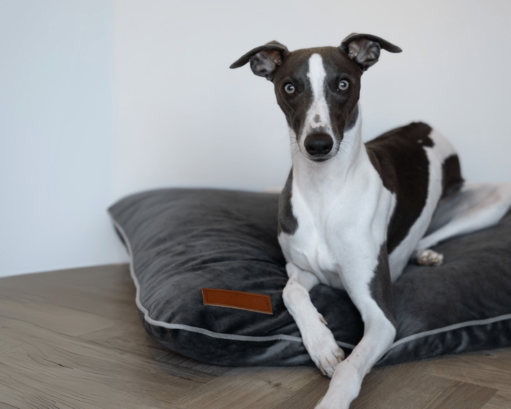 Ralph & Co Orthopaedic Memory Foam Dog Crate Bed