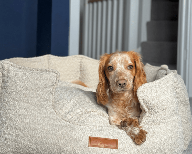 The Cotswold Luxury Bouclé Dog Bed 🐾