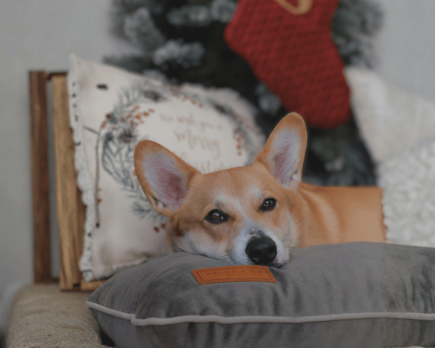 Ralph & Co Orthopaedic Memory Foam Dog Crate Bed