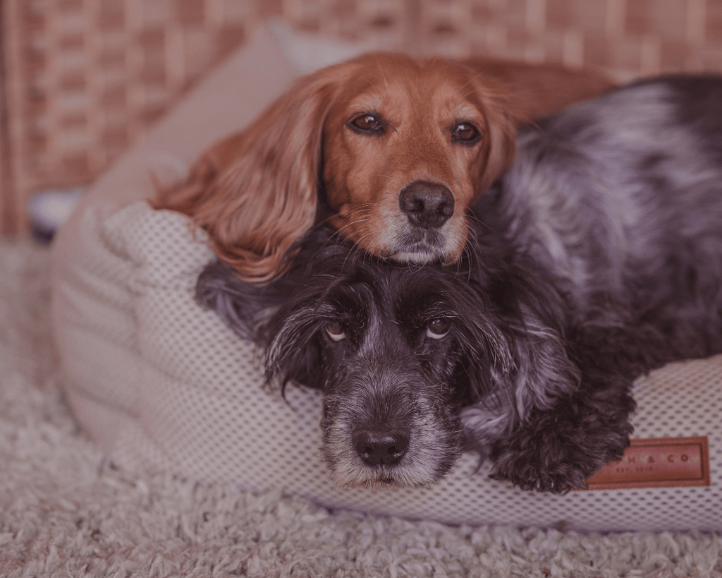 The Chatsworth Memory Foam Bolster Dog Bed