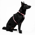 Padded Strap Waterproof Step-In Dog Harness