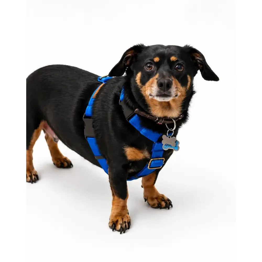 Padded Strap Waterproof Step-In Dog Harness
