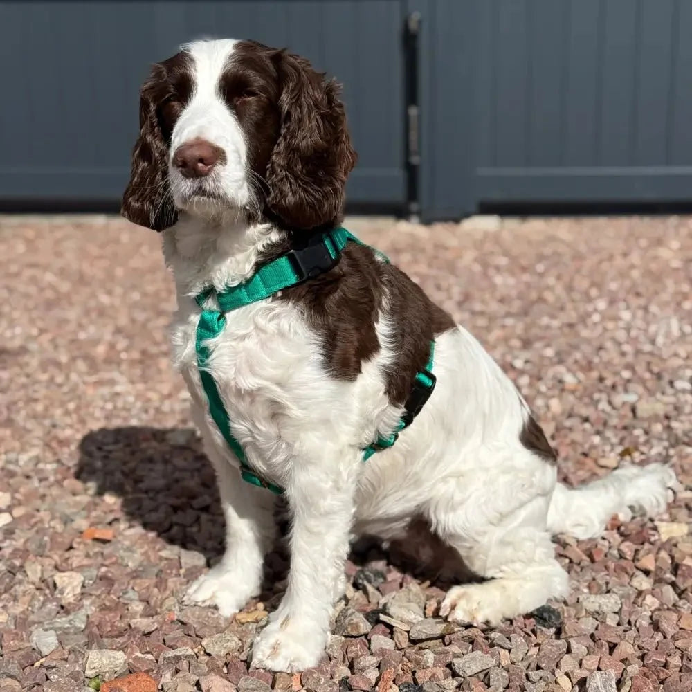 Padded Strap Waterproof Step-In Dog Harness