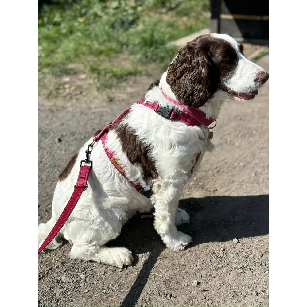 Padded Strap Waterproof Step-In Dog Harness