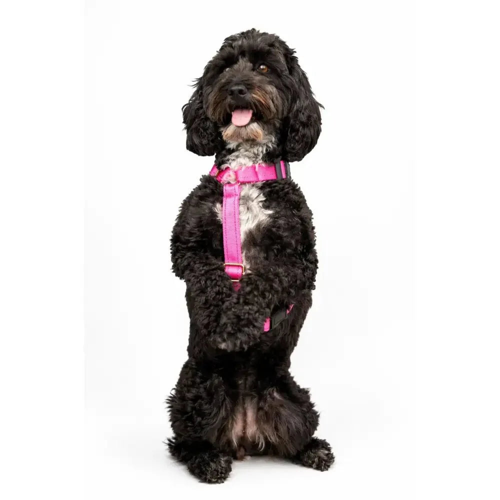 Padded Strap Waterproof Step-In Dog Harness