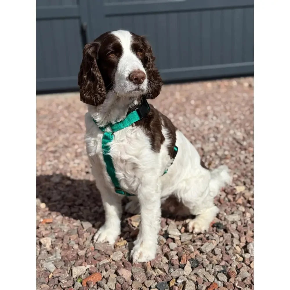 Padded Strap Waterproof Step-In Dog Harness