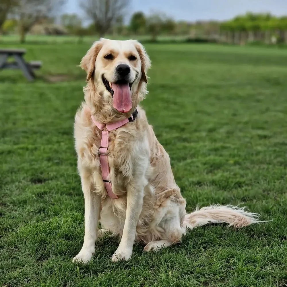 Padded Strap Waterproof Step-In Dog Harness